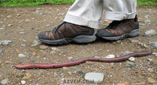 Дождевой червь размером со змею