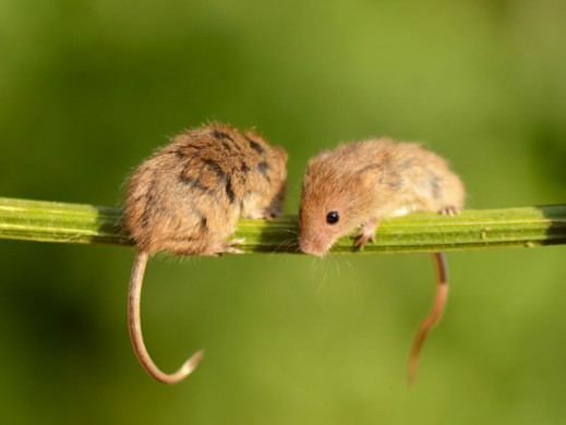 Мышки-норушки